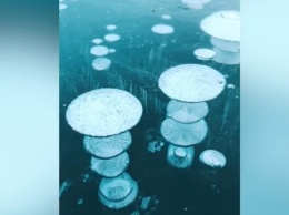 В курортном городе Запорожской области в Азовское море вмерзли медузы (ФОТО)