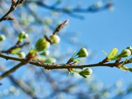 Морозный март, холодный май: народный синоптик спрогнозировал весну