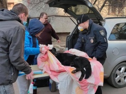 Упала или выбросили: в Одессе собака погибла после падения с третьего этажа