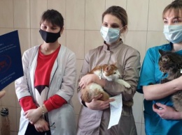 В Харькове открылась бесплатная ветеринарная школа