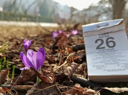 На Закарпатье не дожидаясь весны расцвели крокусы и подснежники. Фото