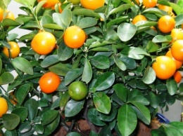 "Молодежка ОНФ" поздравила вручила своим подшефным апельсиновые деревья