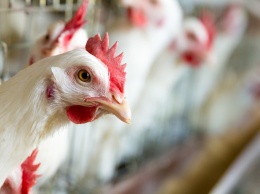 Из-за птичьего гриппа в Запорожской области проверяют птицефабрики