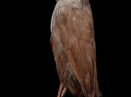 На Борнео нашли "исчезнувшую" 180 лет назад птицу