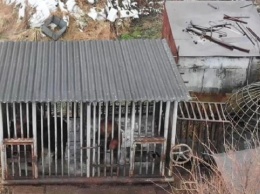 Трех медведей содержат в ужасных условиях на Прикарпатье: полицию просят вмешаться