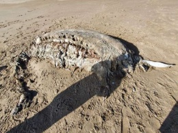 Морское чудовище нашли возле берегов Великобритании (фото)
