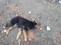 В Запорожье с четвертого этажа сбросили собаку: ей нужна помощь (фото)
