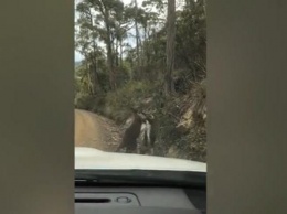В Австралии сняли драку кенгуру на дороге