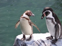 В Норвегии вакцинируют от птичьего гриппа пингвинов