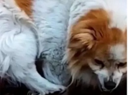 Загадочный пес попал на видео и озадачил Сеть своим поведением
