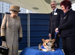 Для Королевы Великобритании купили щенка корги более чем за 3500 долларов