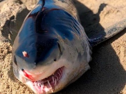 Рыбаки нашли мертвую акулу с шипом ската-хвостокола между глаз