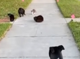 Курьезное видео с кошачьей бандой, окружившей пса, стало хитом в сети