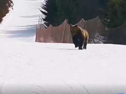 Лыжник отвлек медведя, чтобы спасти людей