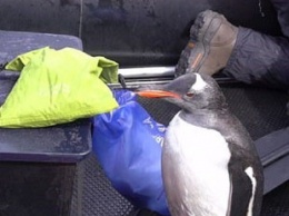 Папуасский пингвин, спасаясь от косаток, запрыгнул в лодку к туристам
