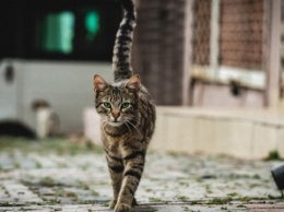 В Херсоне котов признали частью экосистемы