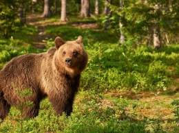 Universal снимет фильм о медведе, который умер от передозировки кокаина