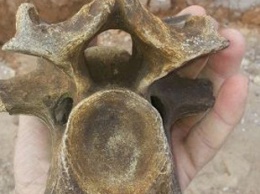 Под Одессой нашли останки доисторического носорога: в сети разгорелись баталии