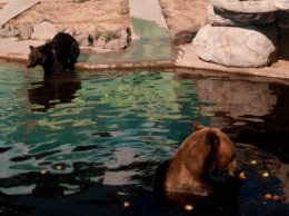 В винницком зоопарке бурая медведица родила малышей