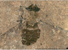 Ученые вскрыли брюхо древней мухи-миллионницы и пришли в восторг от открытия (ФОТО)