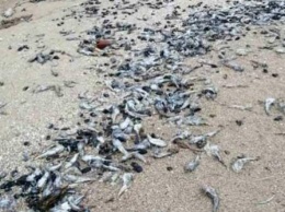 В Азовском море массовый мор рыбы