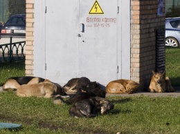 "Единая Россия" отзовет законопроект об усыплении бездомных животных