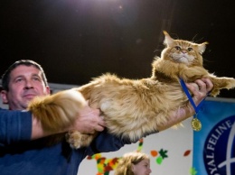 Самый толстый в Украине: сумел ли кот Кекс из Днепра сохранить свой титул