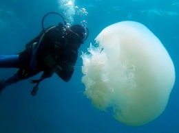 У побережья Анталии появились полуметровые медузы из Красного моря. Фото