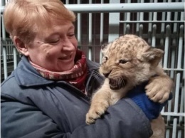 В Николаевском зоопарке показали новорожденных львят, их впервые осматривали ветеринары