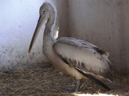 Краснокнижный кудрявый пеликан с разбитым крылом, спасенный на Тилигуле, пошел на поправку