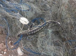 Под Приморском в браконьерские сети попал краснокнижный осетр и более 400 особей камбалы