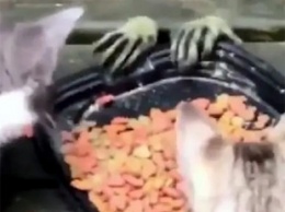 Загадочный похититель кошачьей еды попал на видео и удивил Сеть