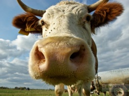 Разработана диета для коров, которая остановит глобальное потепление