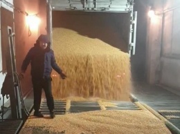 НАБУ предотвратило хищение сотен тонн зерна