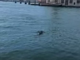 В водах Венеции заметили дельфинов