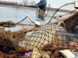 В Приморском районе браконьеры наловили рыбы на 104 тысячи: их будут судить