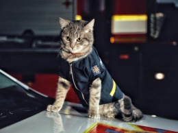 Кот-спасатель в спецформе появился в столичной ГСЧС (ФОТО)
