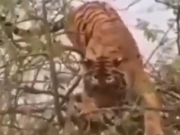 Тигр устроил на дереве охоту за обезьяной, но что-то пошло не так