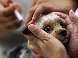 В Днепре продают собак с фальшивыми паспортами и прививками: советы юриста