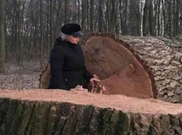 Неизвестные незаконно вырубили 17 столетних дубов в Голосеевском парке Киева (ФОТО)