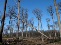 Для восстановления Нотр-Дама во Франции срезают 200-летние дубы