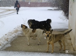 Полиция выяснит обстоятельства убийства нескольких бездомных собак в Старом Крыму
