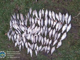 Под Новой Одессой один рыбак наловил тарани на почти 11 тыс. грн