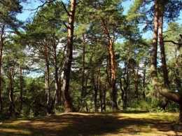 На Волыни может появиться новый туристический «магнит» - Кривой лес