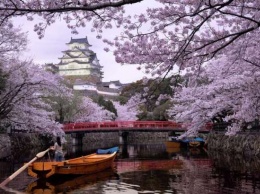 Цветение сакуры в Японии началось рекордно рано в этом году