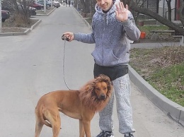 По улицам Днепра разгуливает лев (ФОТО. ВИДЕО)