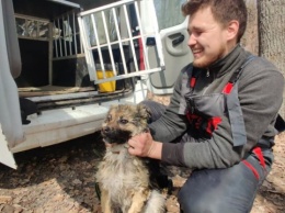 На Харьковщине спасли собаку, которая неделю пробыла на льдине