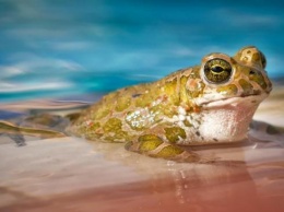 3 апреля отмечают Всемирный день водных животных