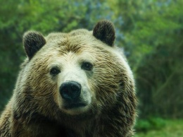 В Пиренеях родилось рекордное количество бурых медведей