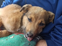 В Никополе волонтеры спасают щенка: у малыша раздроблена челюсть